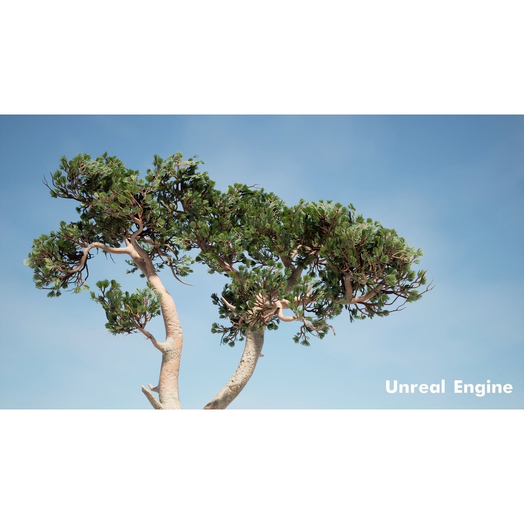 Pine Tree 3D Model – Low Poly Game Ready Asset, FBX/Blender - View 12