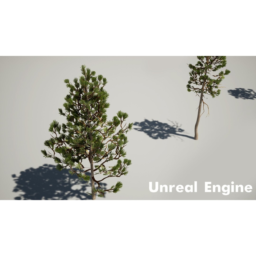 Pine Tree 3D Model – Low Poly Game Ready Asset, FBX/Blender - View 14