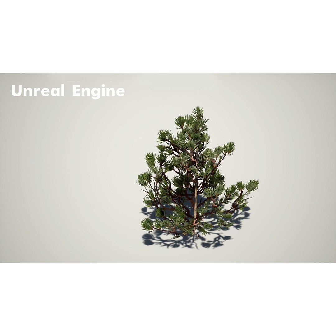 Pine Tree 3D Model – Low Poly Game Ready Asset, FBX/Blender - View 15