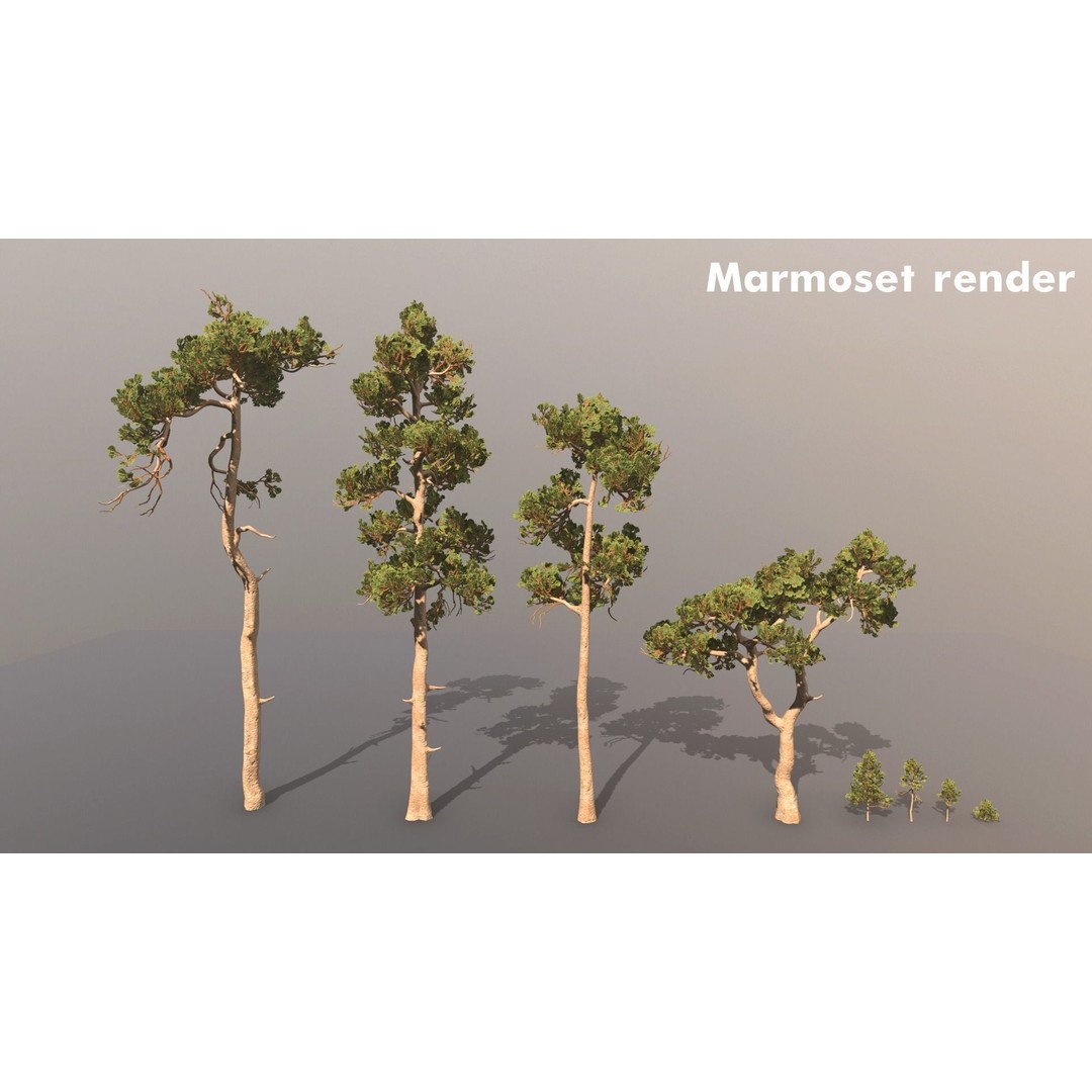 Pine Tree 3D Model – Low Poly Game Ready Asset, FBX/Blender - View 4