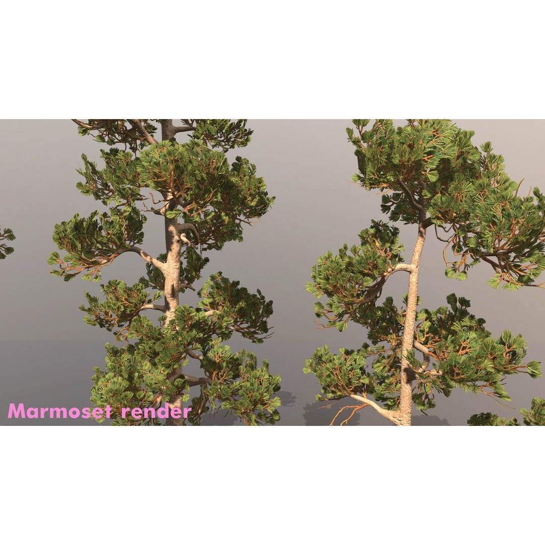 Pine Tree 3D Model – Low Poly Game Ready Asset, FBX/Blender - View 5