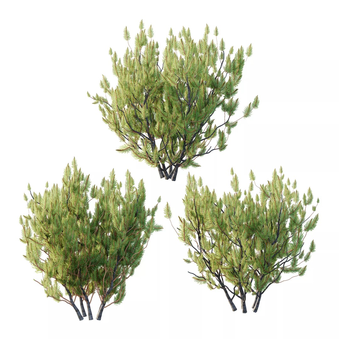 Pinus Mugo 3D Model – High Poly Plant Asset, FBX & OBJ Formats - View 2