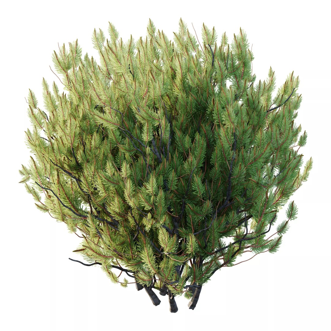 Pinus Mugo 3D Model – High Poly Plant Asset, FBX & OBJ Formats - View 3