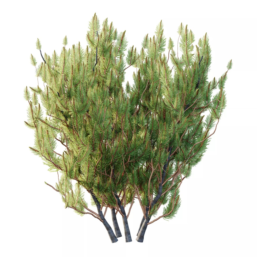 Pinus Mugo 3D Model – High Poly Plant Asset, FBX & OBJ Formats - View 4