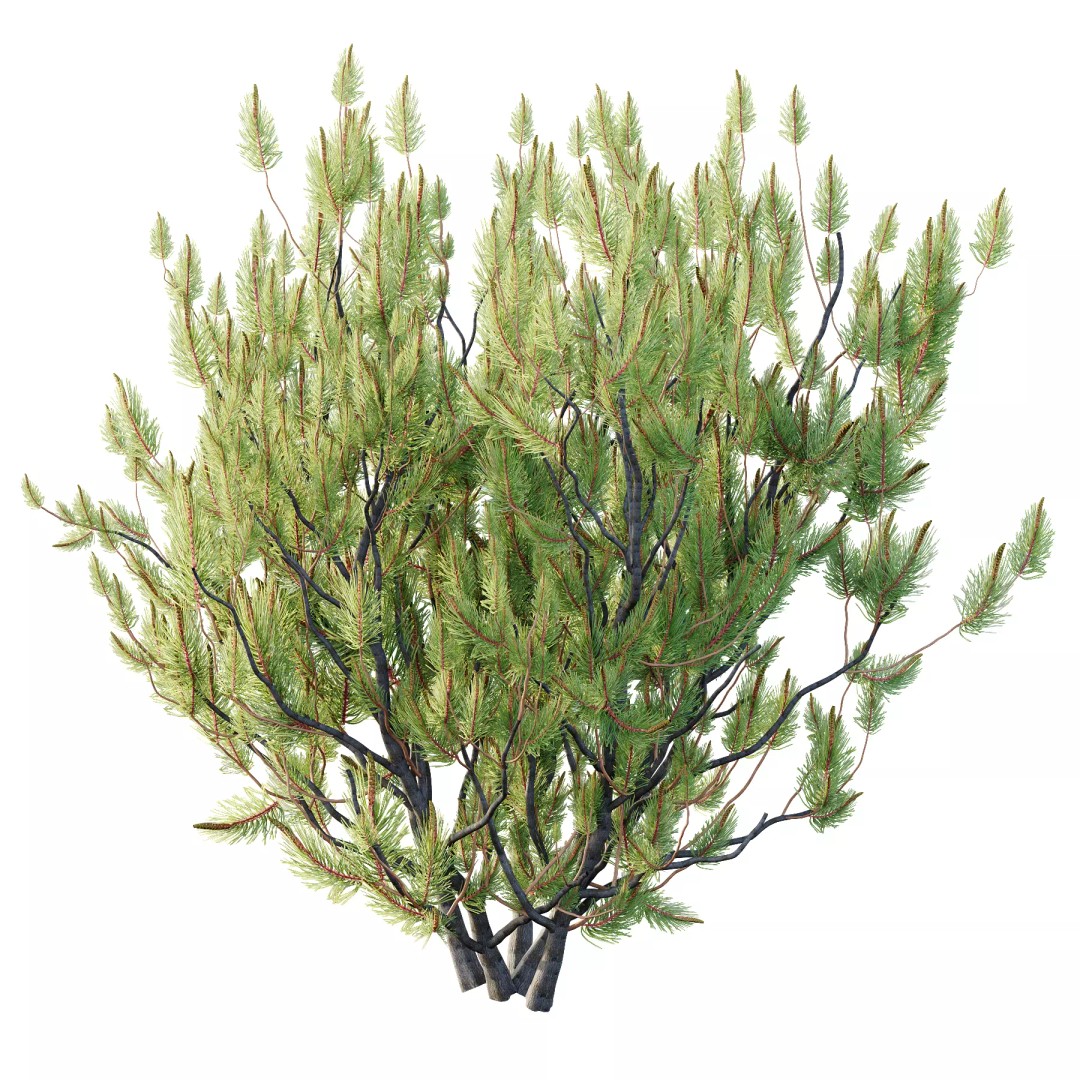 Pinus Mugo 3D Model – High Poly Plant Asset, FBX & OBJ Formats - View 5
