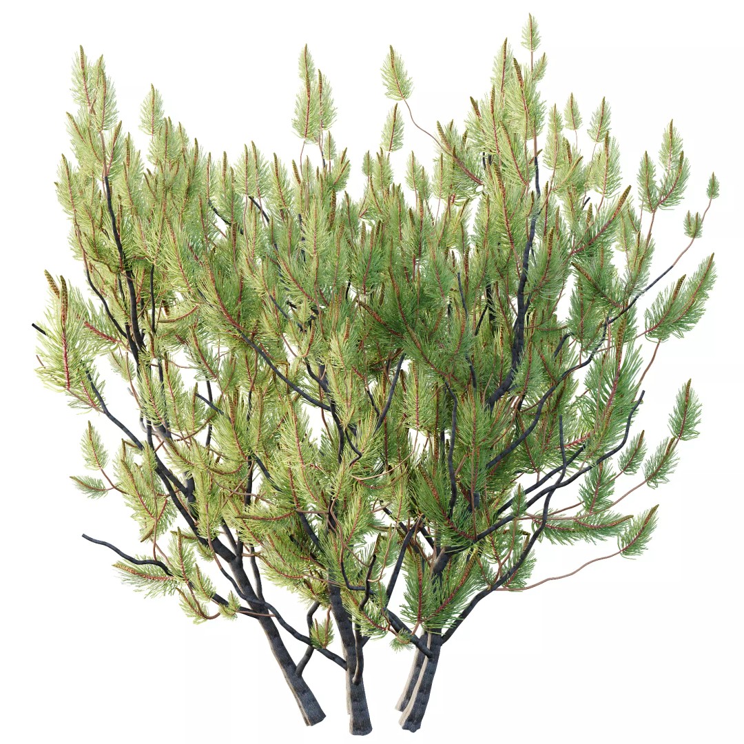 Pinus Mugo 3D Model – High Poly Plant Asset, FBX & OBJ Formats - View 6