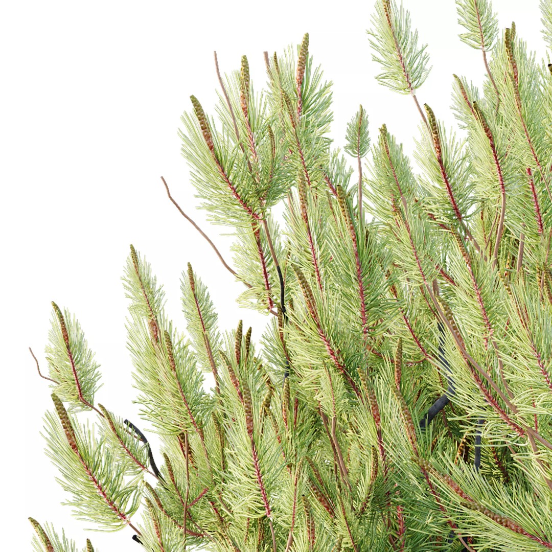 Pinus Mugo 3D Model – High Poly Plant Asset, FBX & OBJ Formats - View 7