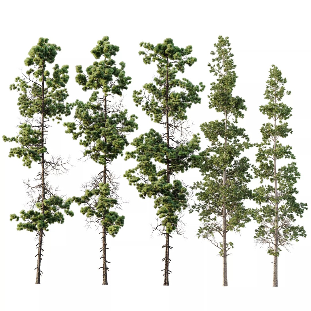 Pinus Palustris and Sphaeropteris Lepifera 3D Model – High Poly Game Asset, FBX, OBJ - View 2