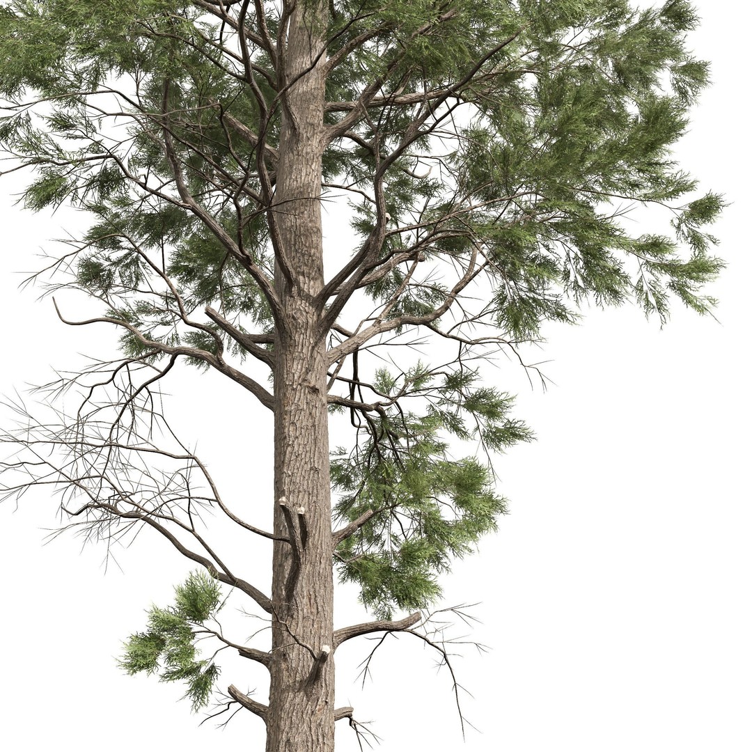 Pinus Palustris and Sphaeropteris Lepifera 3D Model – High Poly Game Asset, FBX, OBJ - View 3