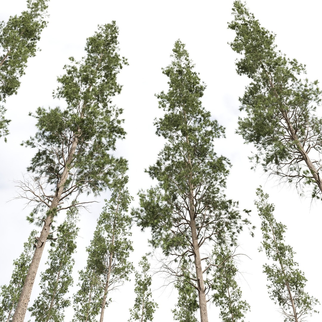 Pinus Palustris and Sphaeropteris Lepifera 3D Model – High Poly Game Asset, FBX, OBJ - View 4