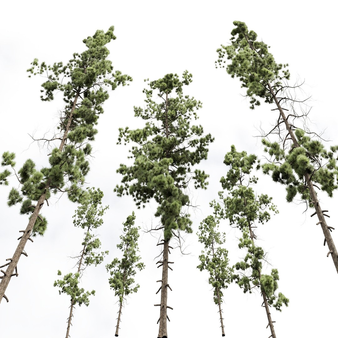 Pinus Palustris and Sphaeropteris Lepifera 3D Model – High Poly Game Asset, FBX, OBJ - View 5