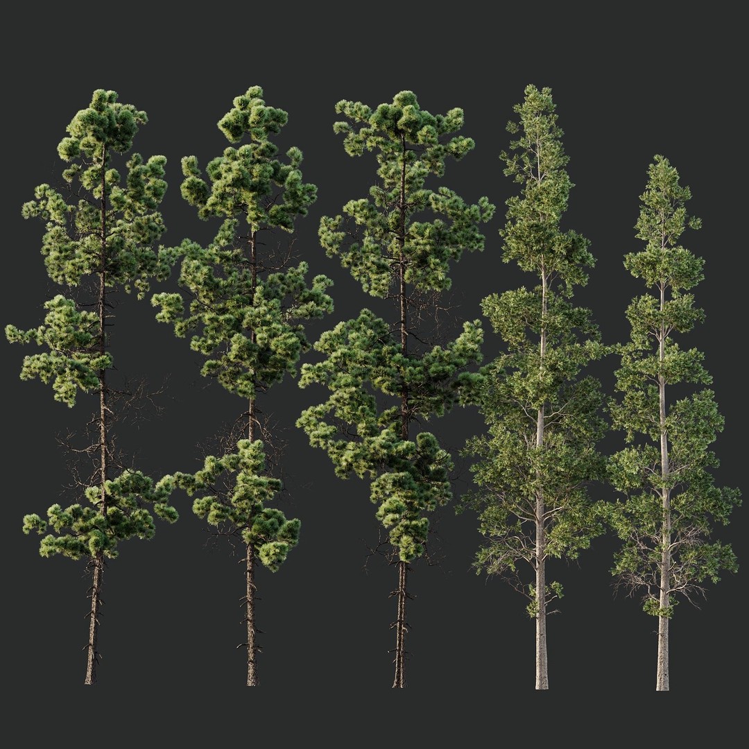 Pinus Palustris and Sphaeropteris Lepifera 3D Model – High Poly Game Asset, FBX, OBJ - View 6