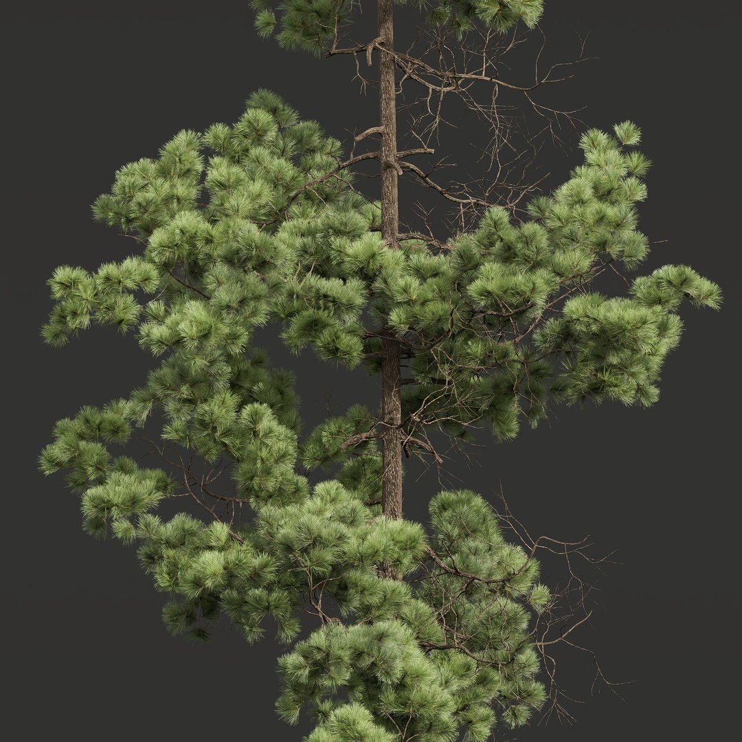 Pinus Palustris and Sphaeropteris Lepifera 3D Model – High Poly Game Asset, FBX, OBJ - View 7