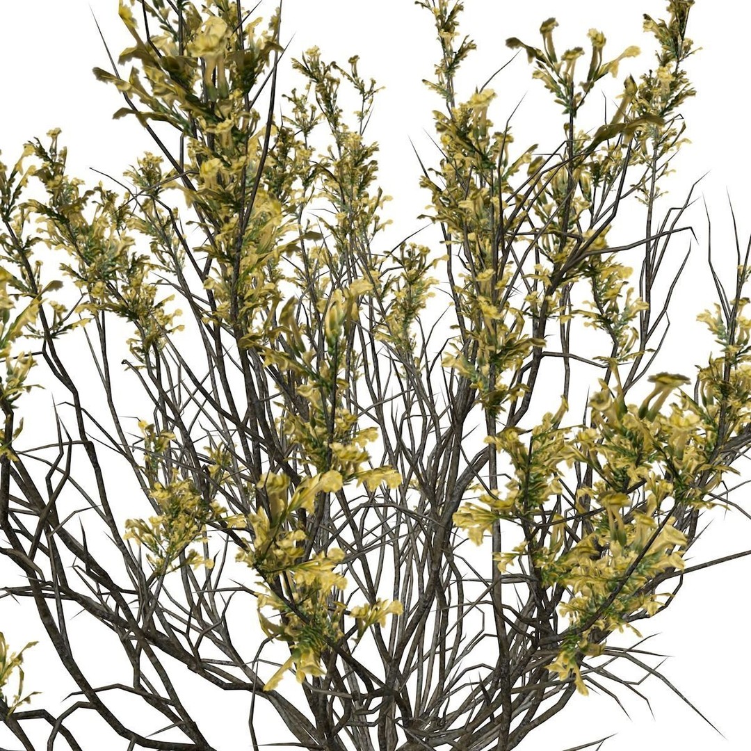 Broom Snakeweed 3D Model – Photorealistic Plant Asset, FBX