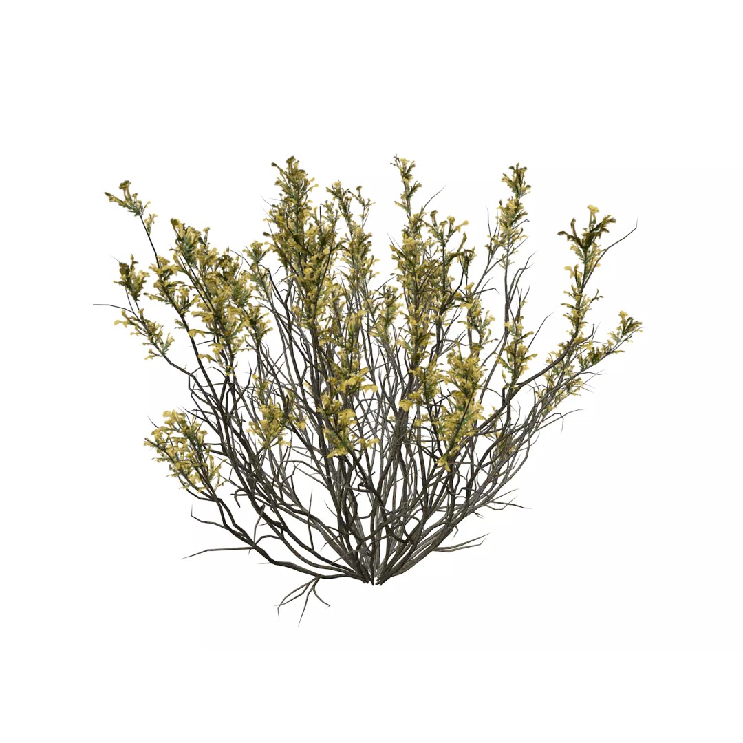 Broom Snakeweed 3D Model – Photorealistic Plant Asset, FBX - View 2