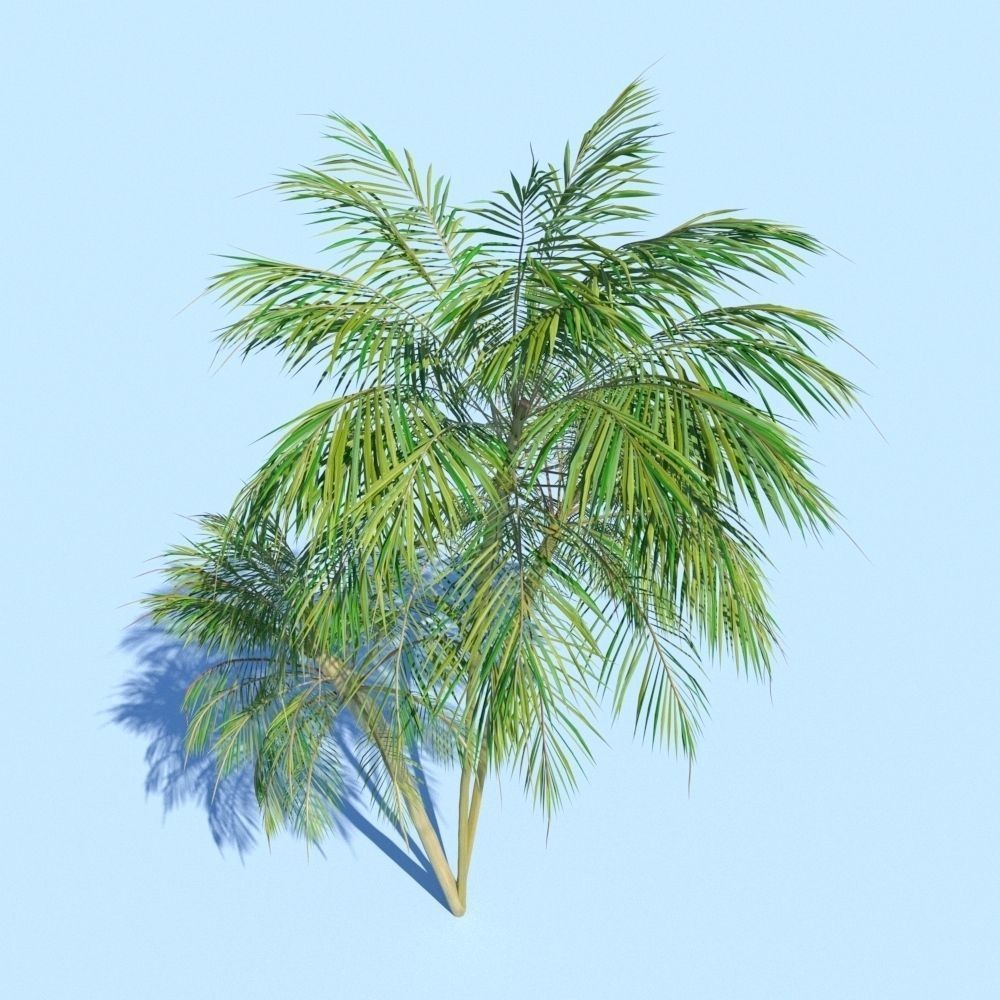 Palm Tree 3D Model – High Poly Tropical Plant with Textures - View 10