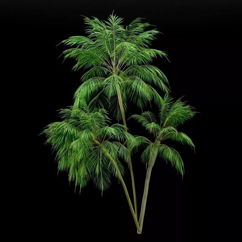 Palm Tree 3D Model – High Poly Tropical Plant with Textures - View 2