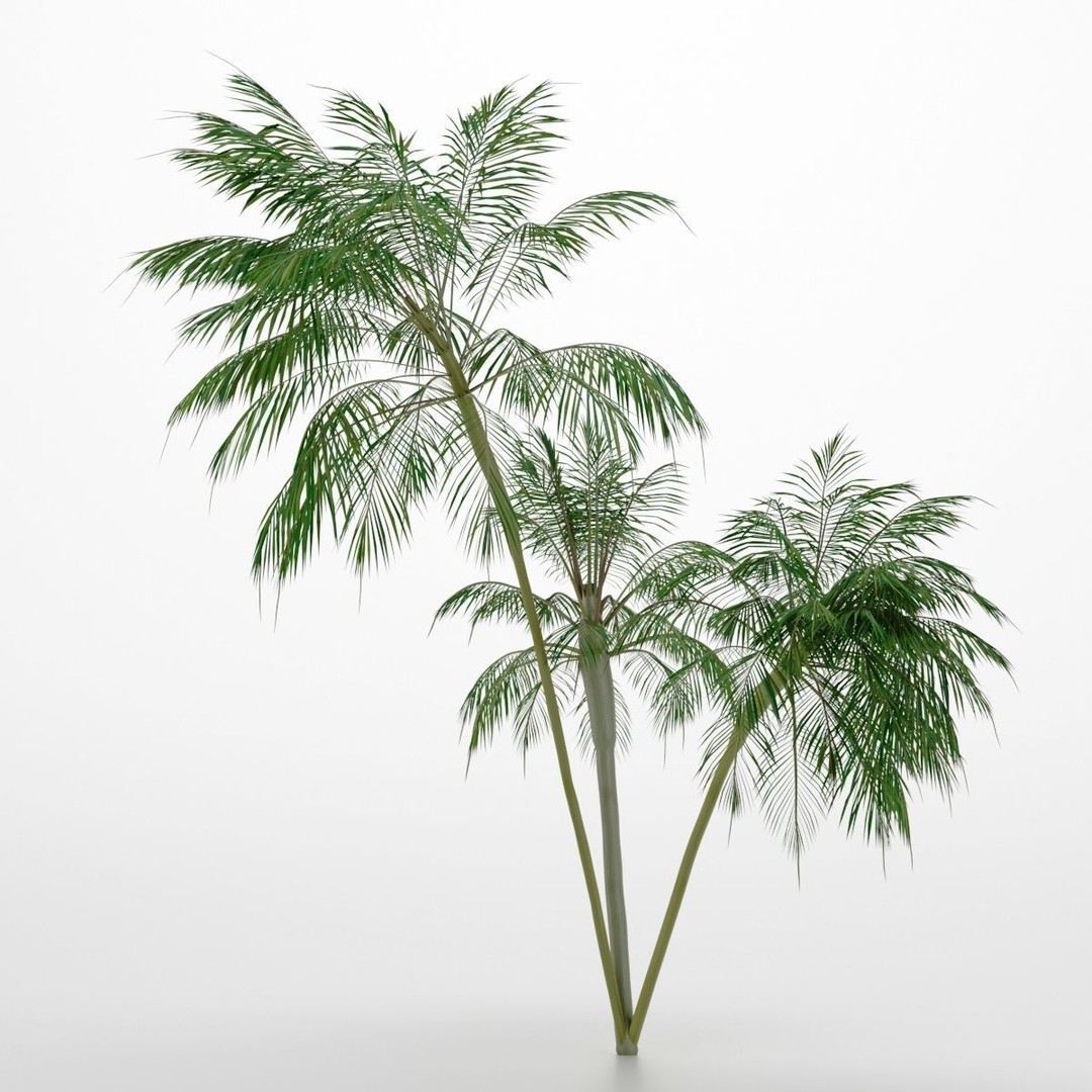 Palm Tree 3D Model – High Poly Tropical Plant with Textures - View 3