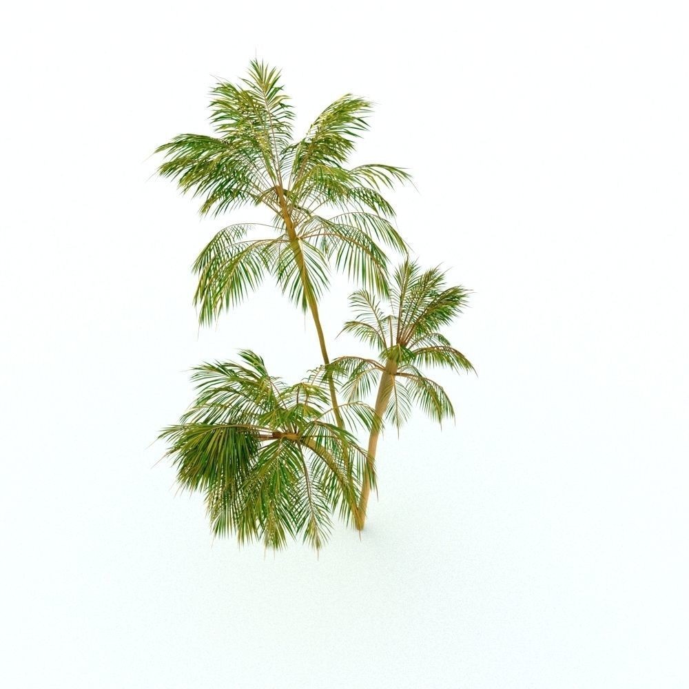 Palm Tree 3D Model – High Poly Tropical Plant with Textures - View 4
