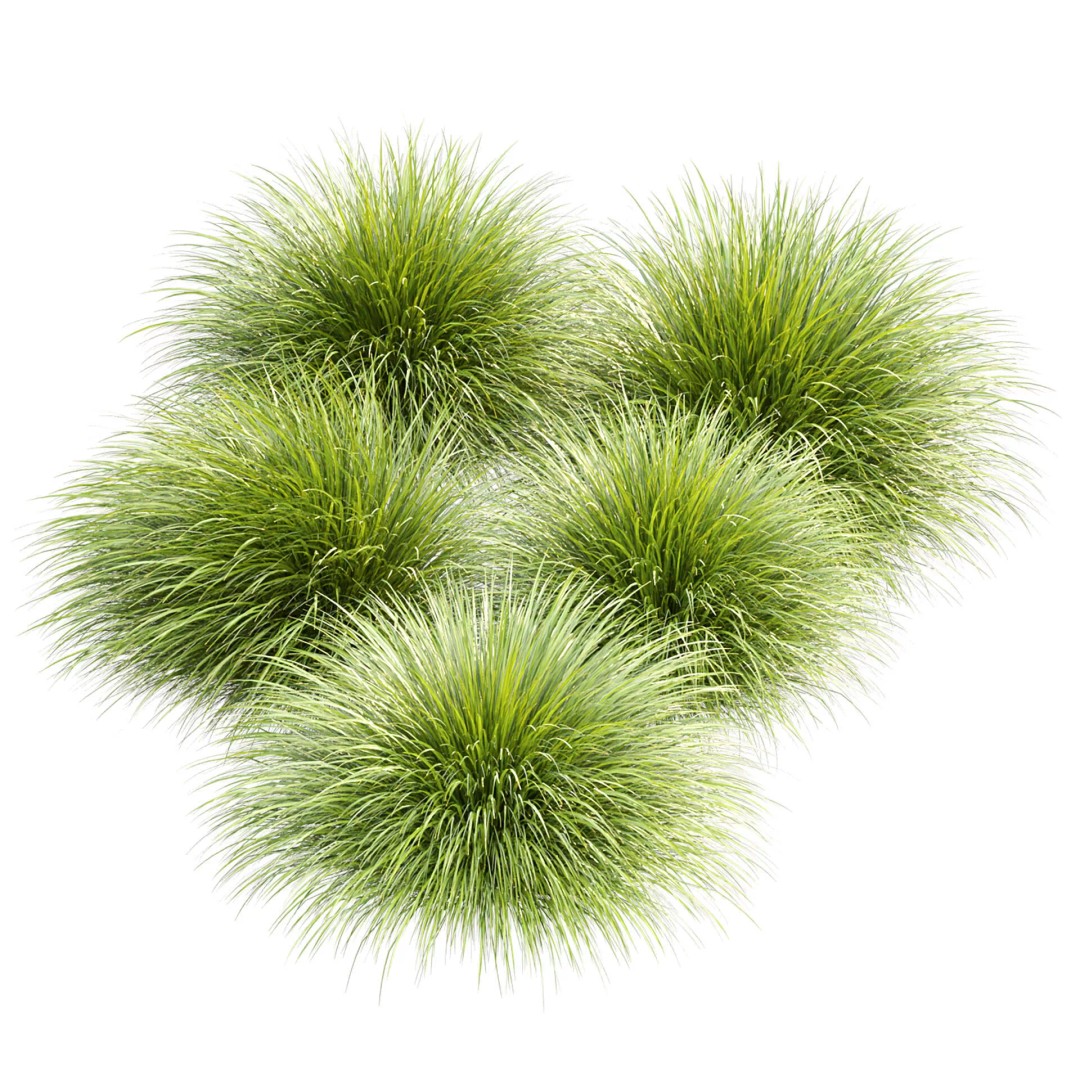 Gracillimus Plants 528 3D Model – Realistic Grass Asset, FBX, OBJ - View 2