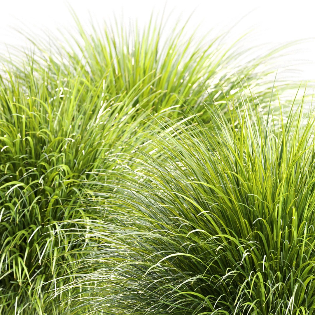 Gracillimus Plants 528 3D Model – Realistic Grass Asset, FBX, OBJ - View 3