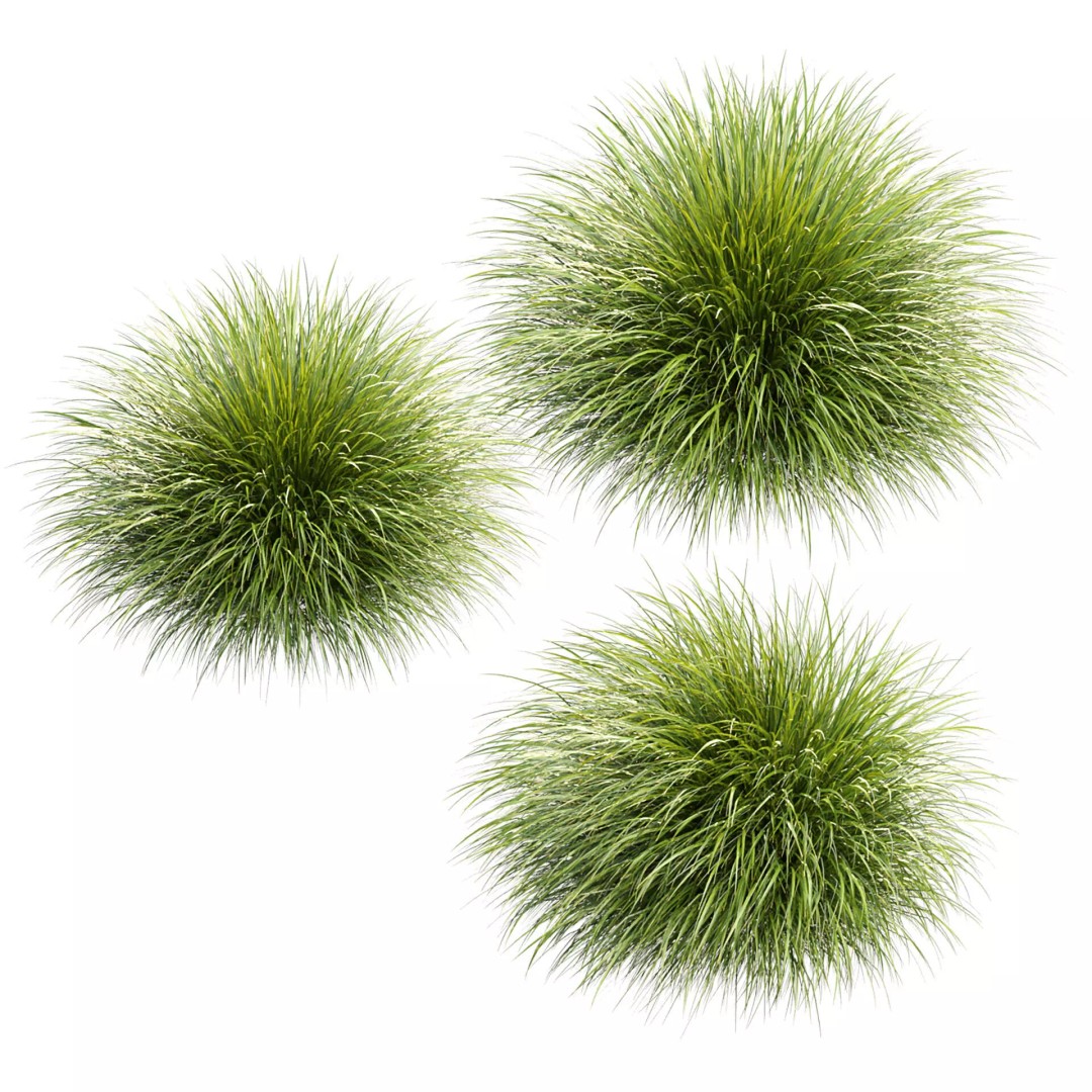 Gracillimus Plants 528 3D Model – Realistic Grass Asset, FBX, OBJ - View 4