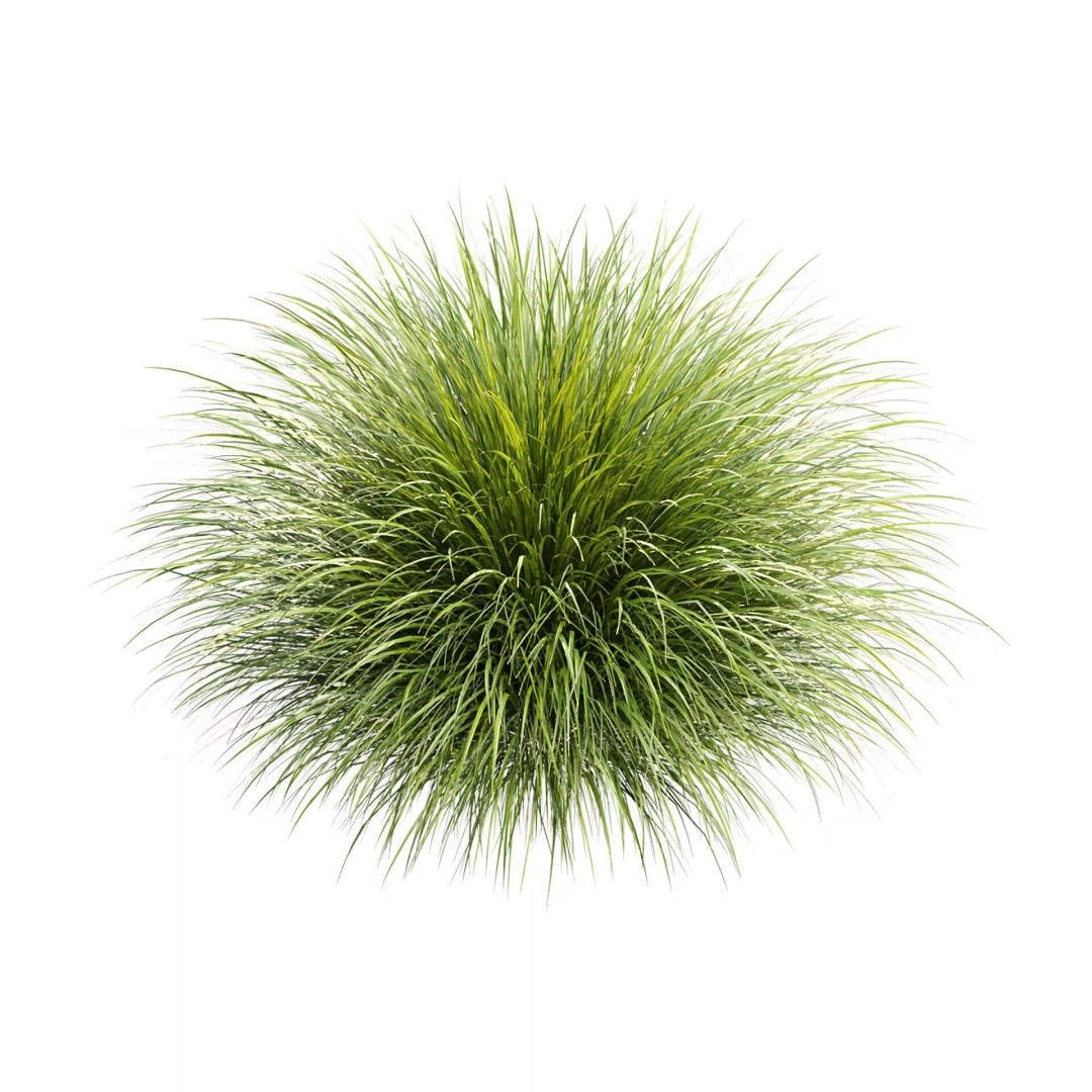 Gracillimus Plants 528 3D Model – Realistic Grass Asset, FBX, OBJ - View 5