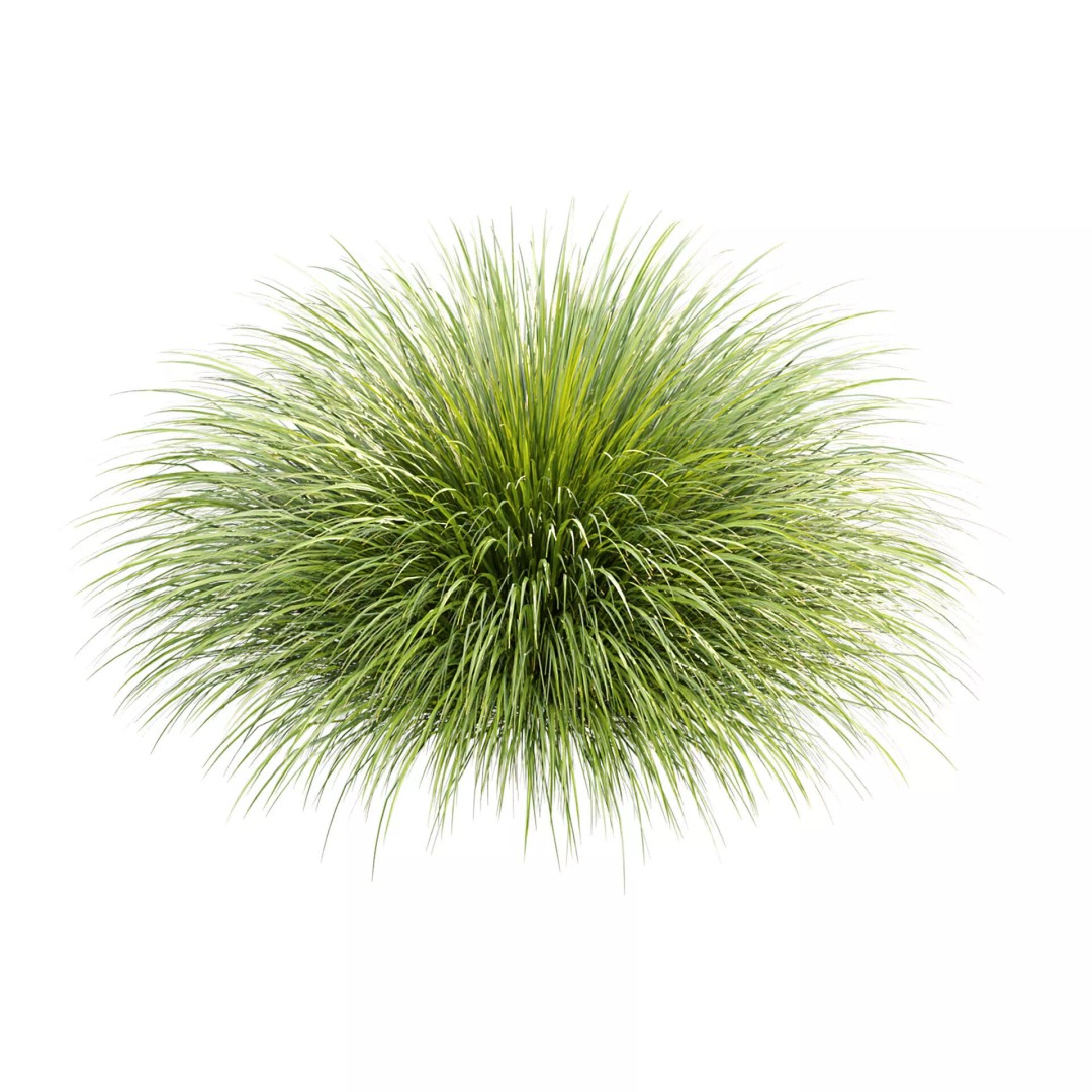 Gracillimus Plants 528 3D Model – Realistic Grass Asset, FBX, OBJ - View 6