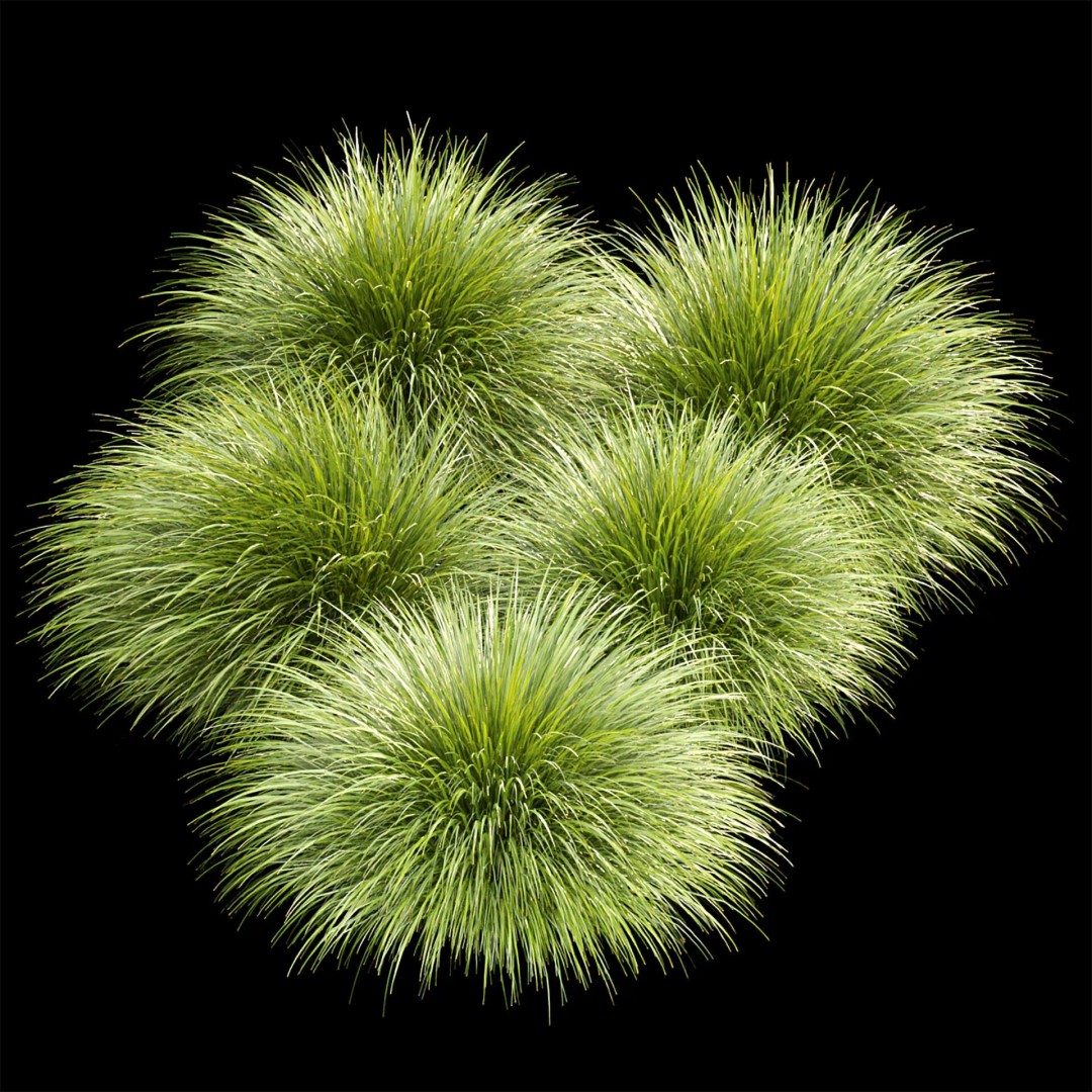 Gracillimus Plants 528 3D Model – Realistic Grass Asset, FBX, OBJ - View 7