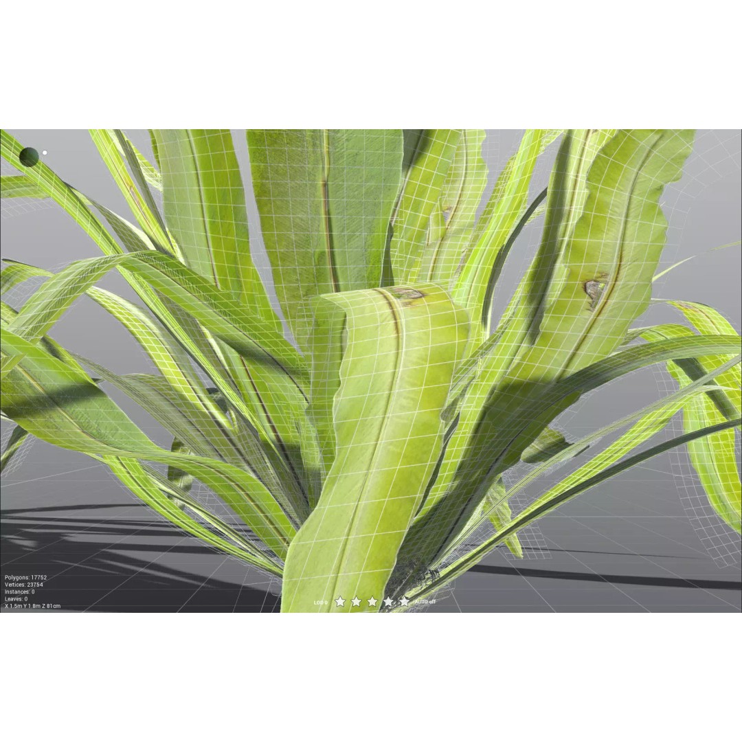 Bird's Nest Fern 3D Model – High Poly PBR Plant Asset, FBX
