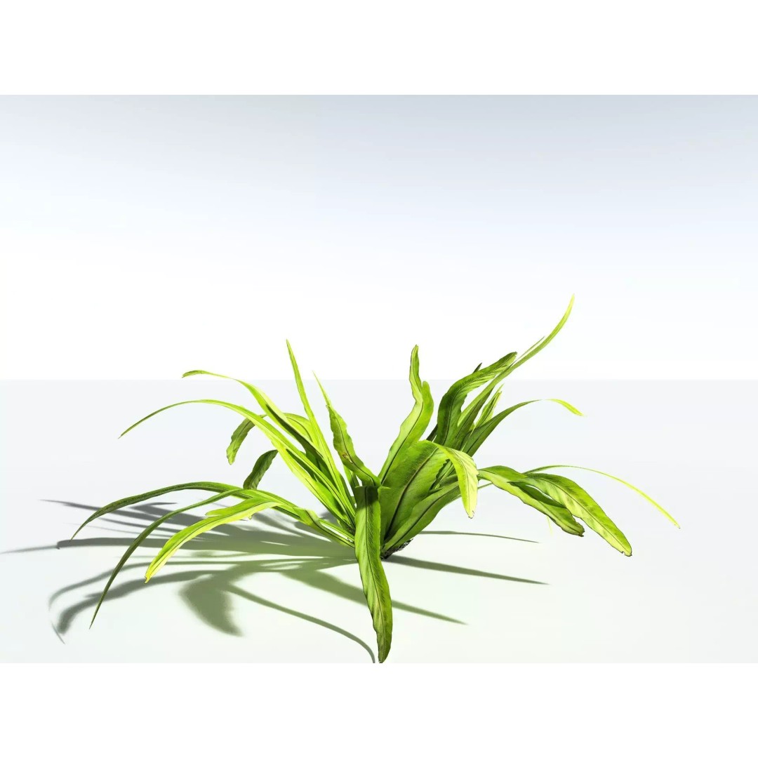 Bird's Nest Fern 3D Model – High Poly PBR Plant Asset, FBX - View 10