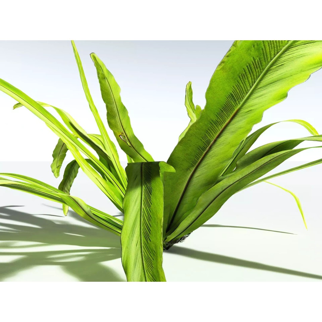 Bird's Nest Fern 3D Model – High Poly PBR Plant Asset, FBX - View 11
