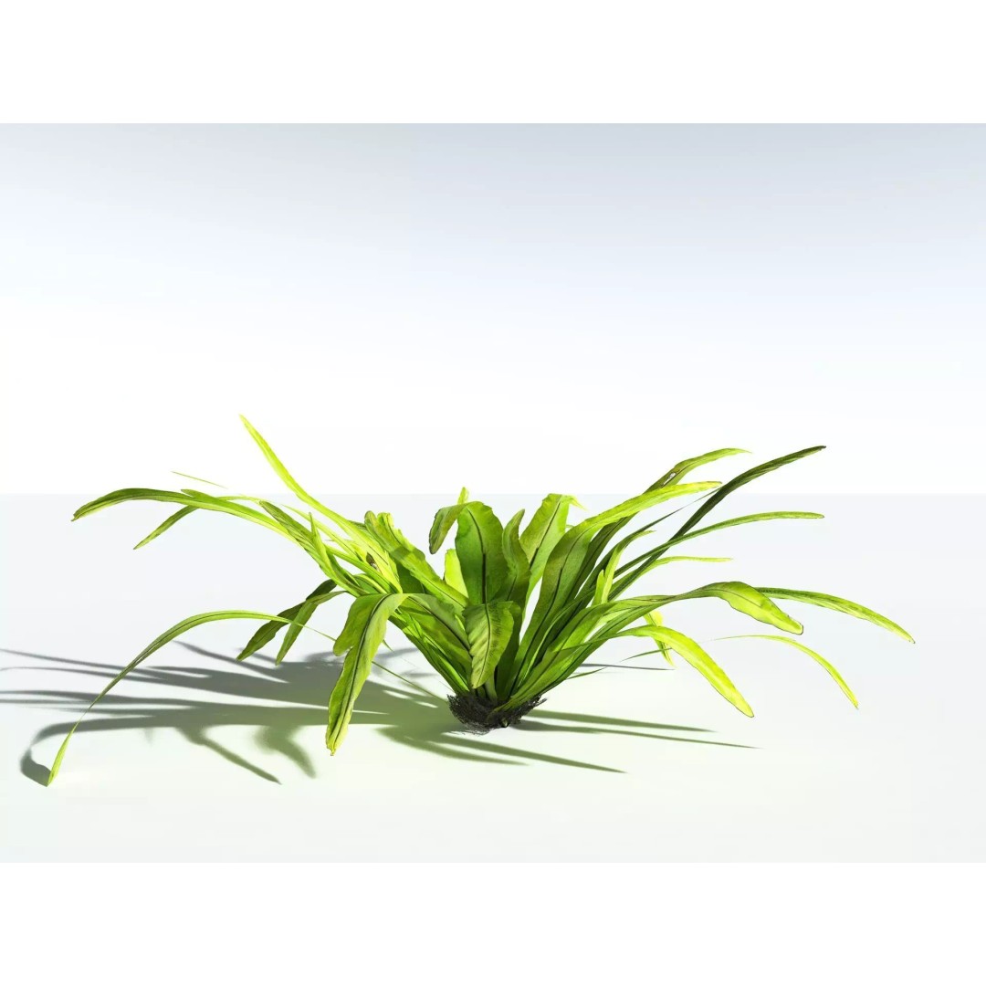 Bird's Nest Fern 3D Model – High Poly PBR Plant Asset, FBX - View 12