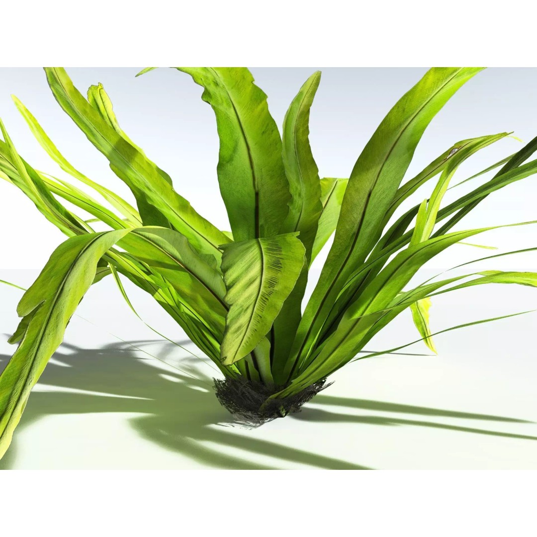 Bird's Nest Fern 3D Model – High Poly PBR Plant Asset, FBX - View 13