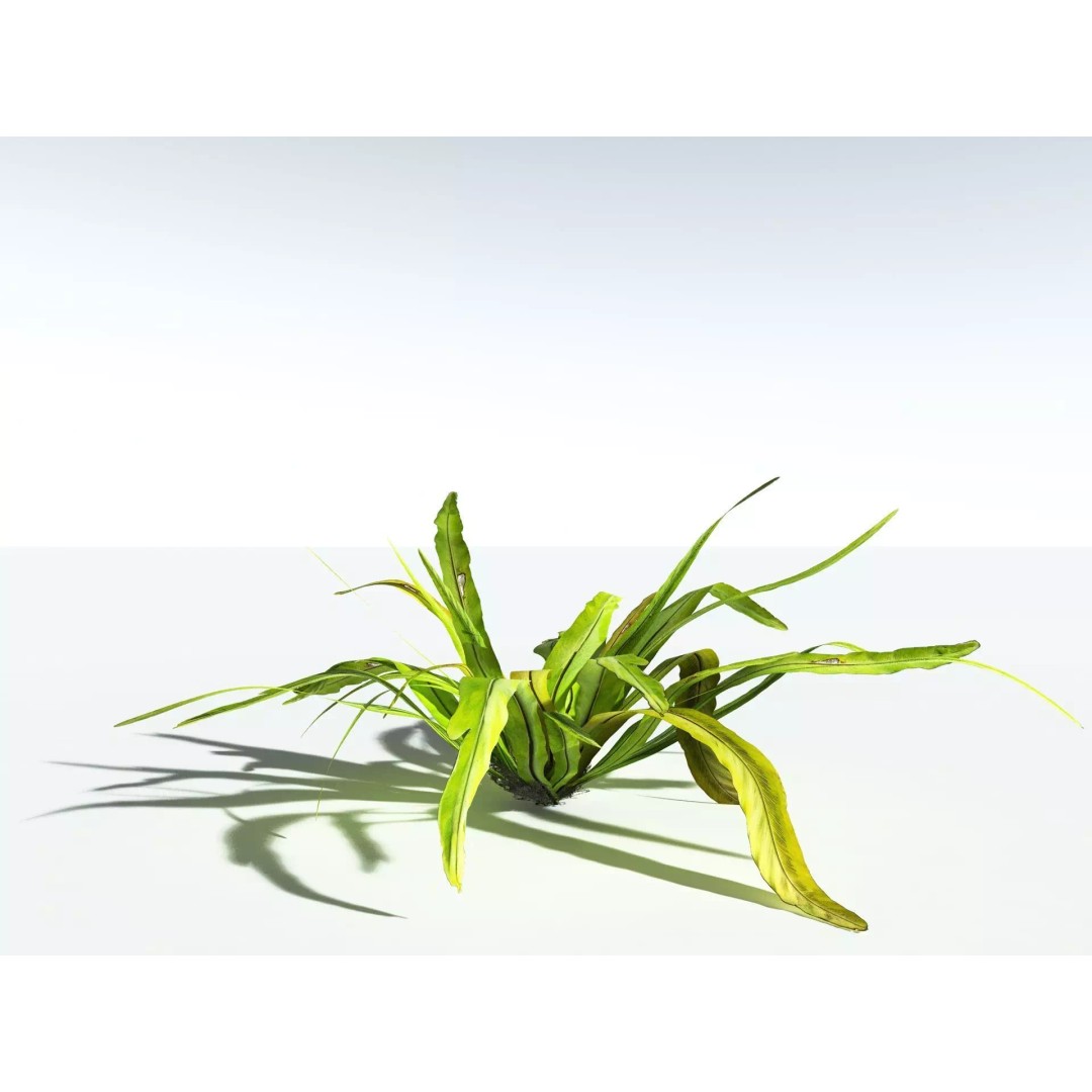 Bird's Nest Fern 3D Model – High Poly PBR Plant Asset, FBX - View 14