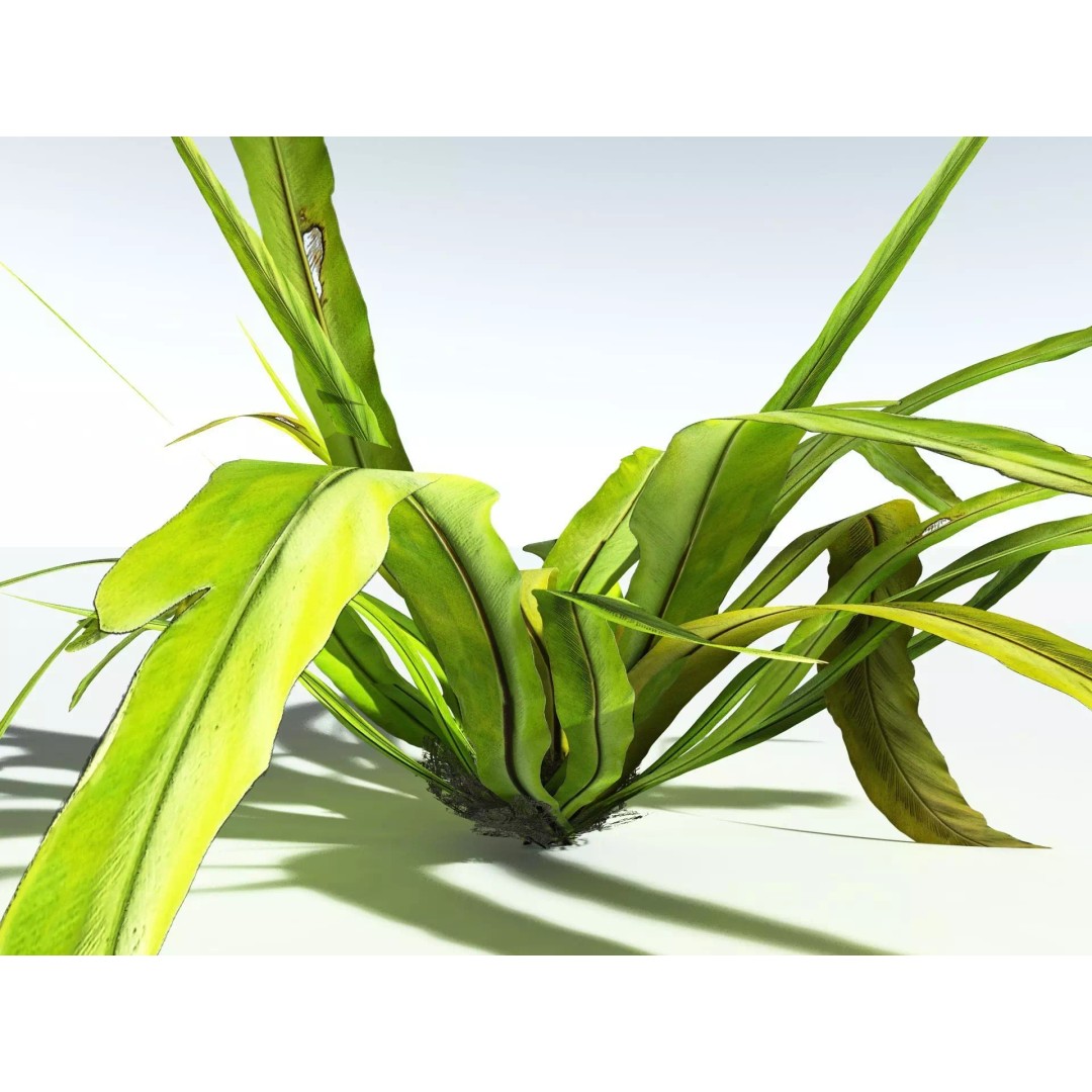 Bird's Nest Fern 3D Model – High Poly PBR Plant Asset, FBX - View 15