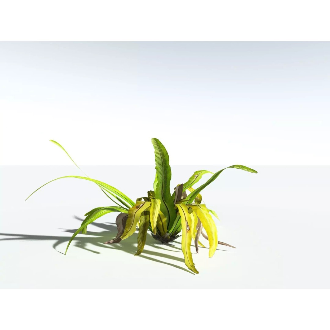 Bird's Nest Fern 3D Model – High Poly PBR Plant Asset, FBX - View 16