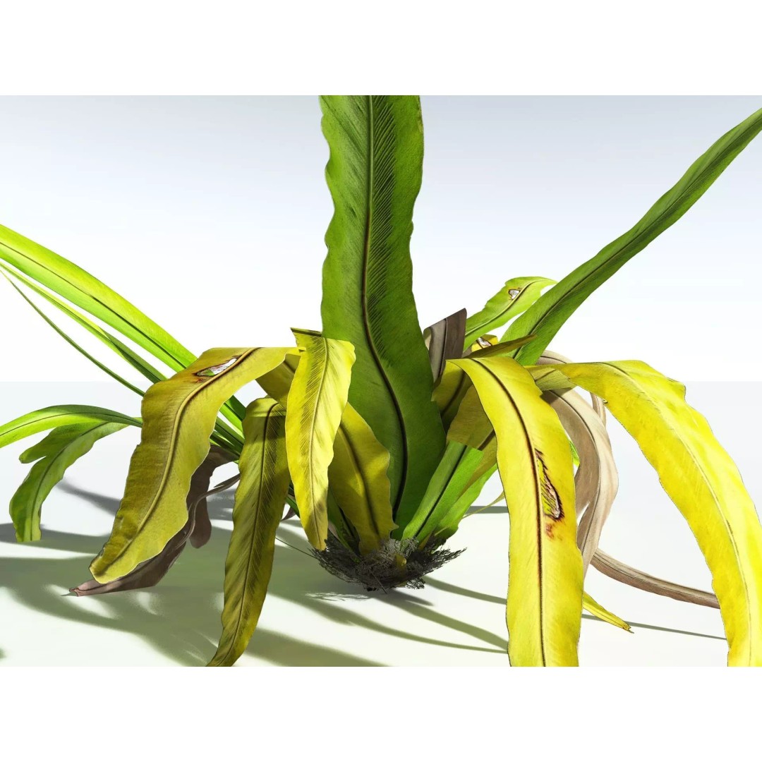 Bird's Nest Fern 3D Model – High Poly PBR Plant Asset, FBX - View 17
