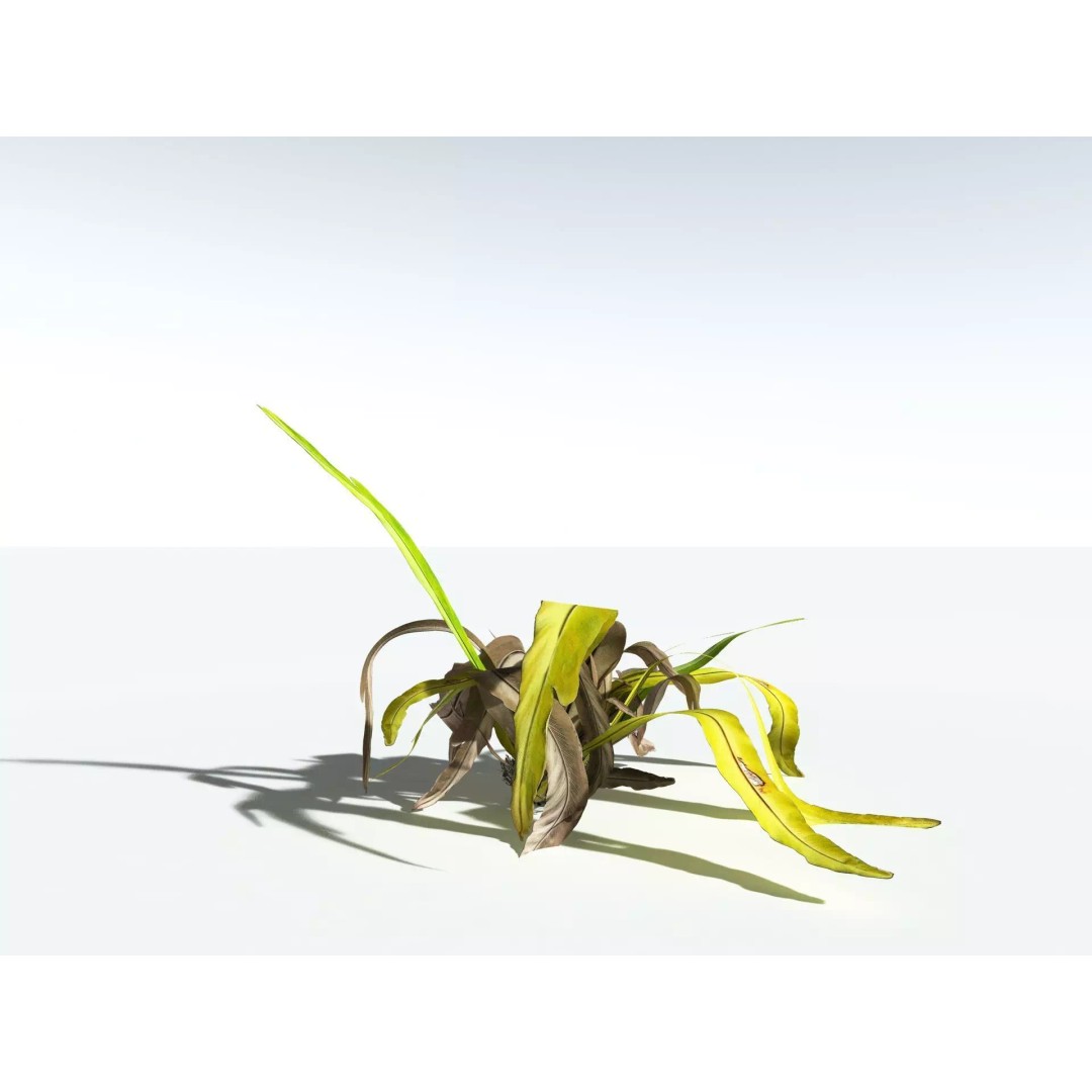 Bird's Nest Fern 3D Model – High Poly PBR Plant Asset, FBX - View 18