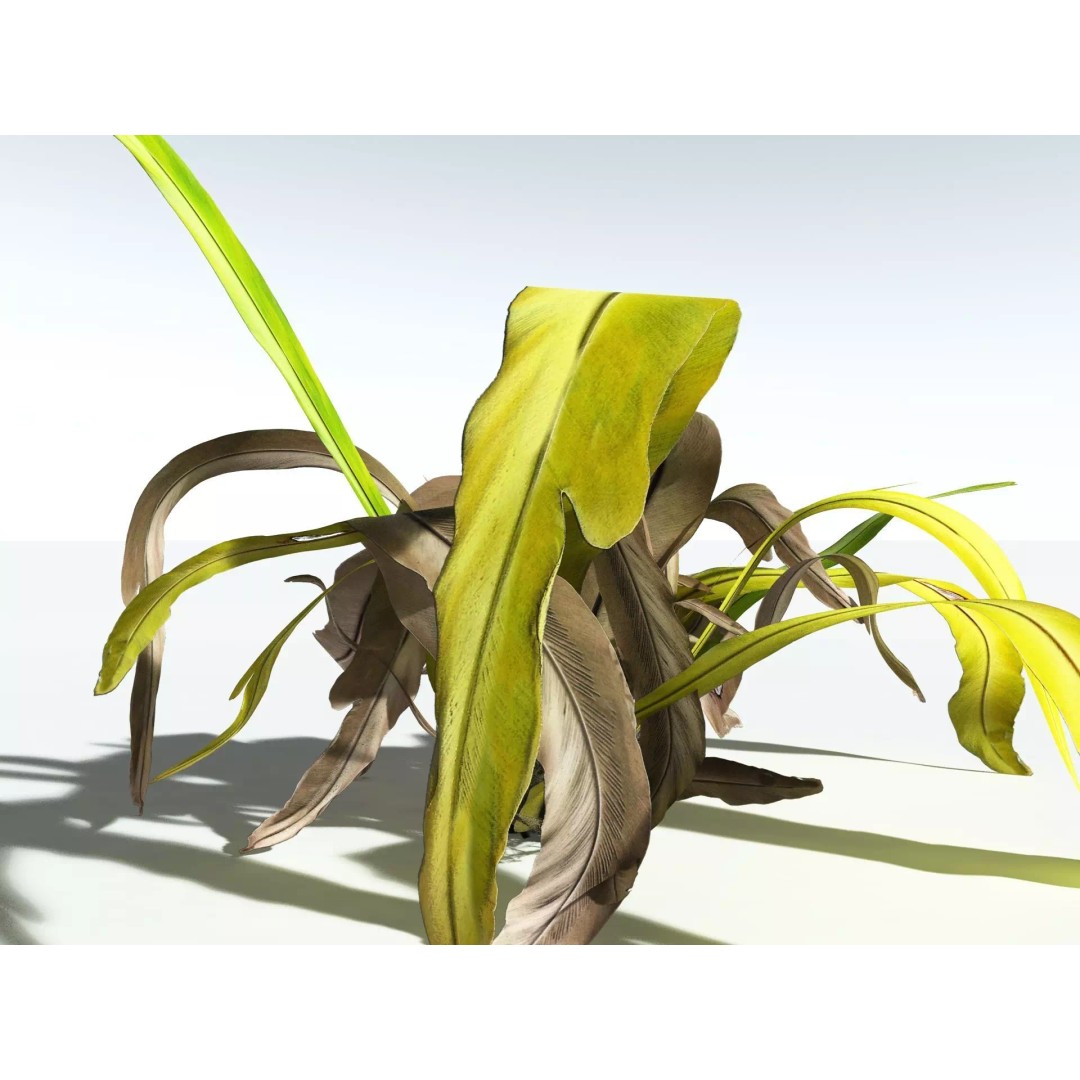 Bird's Nest Fern 3D Model – High Poly PBR Plant Asset, FBX - View 19