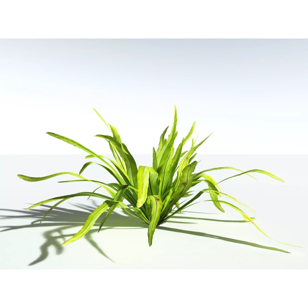 Bird's Nest Fern 3D Model – High Poly PBR Plant Asset, FBX - View 2