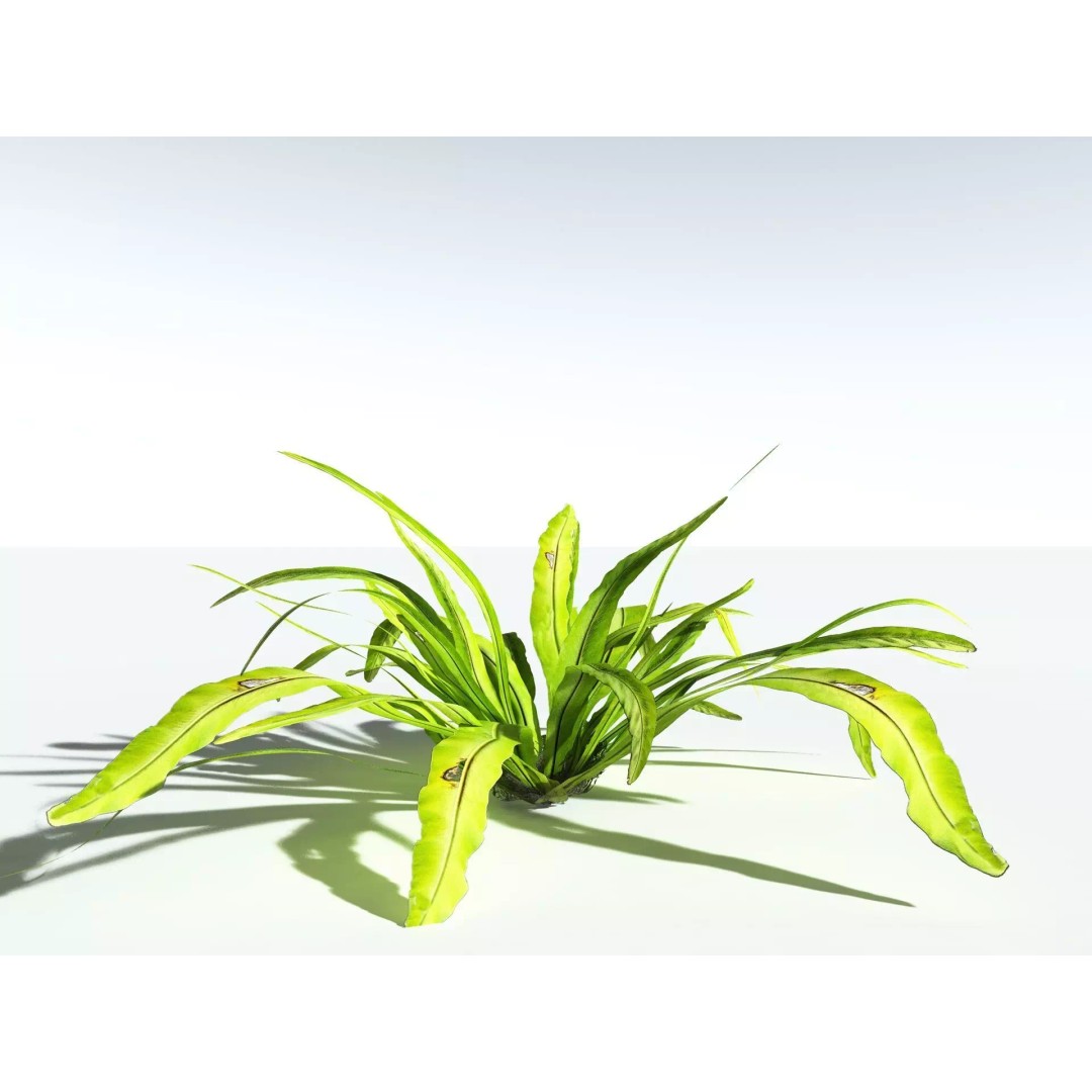 Bird's Nest Fern 3D Model – High Poly PBR Plant Asset, FBX - View 22