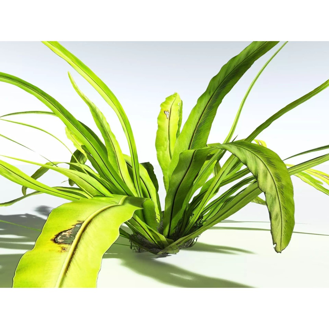 Bird's Nest Fern 3D Model – High Poly PBR Plant Asset, FBX - View 23