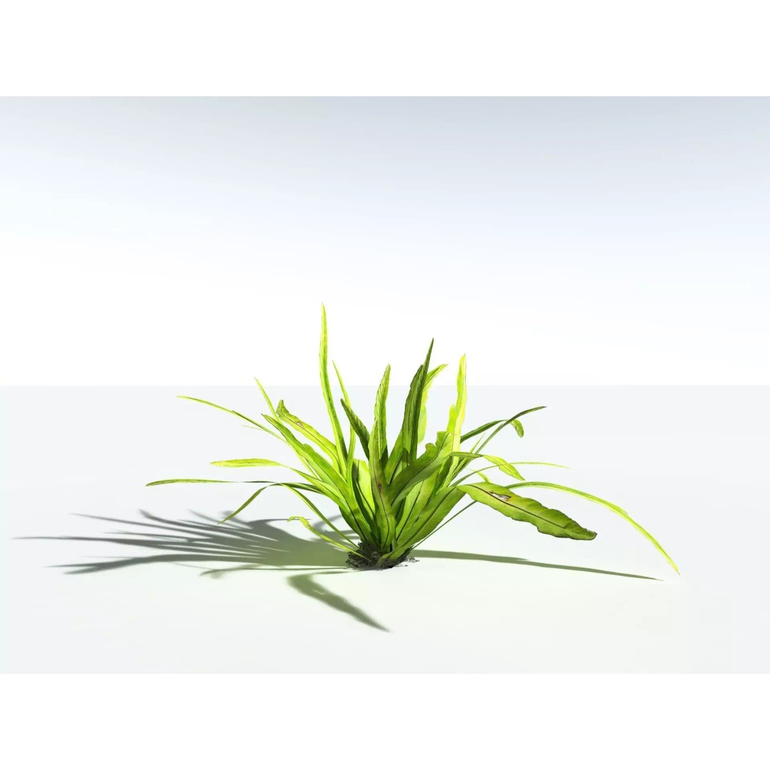 Bird's Nest Fern 3D Model – High Poly PBR Plant Asset, FBX - View 24