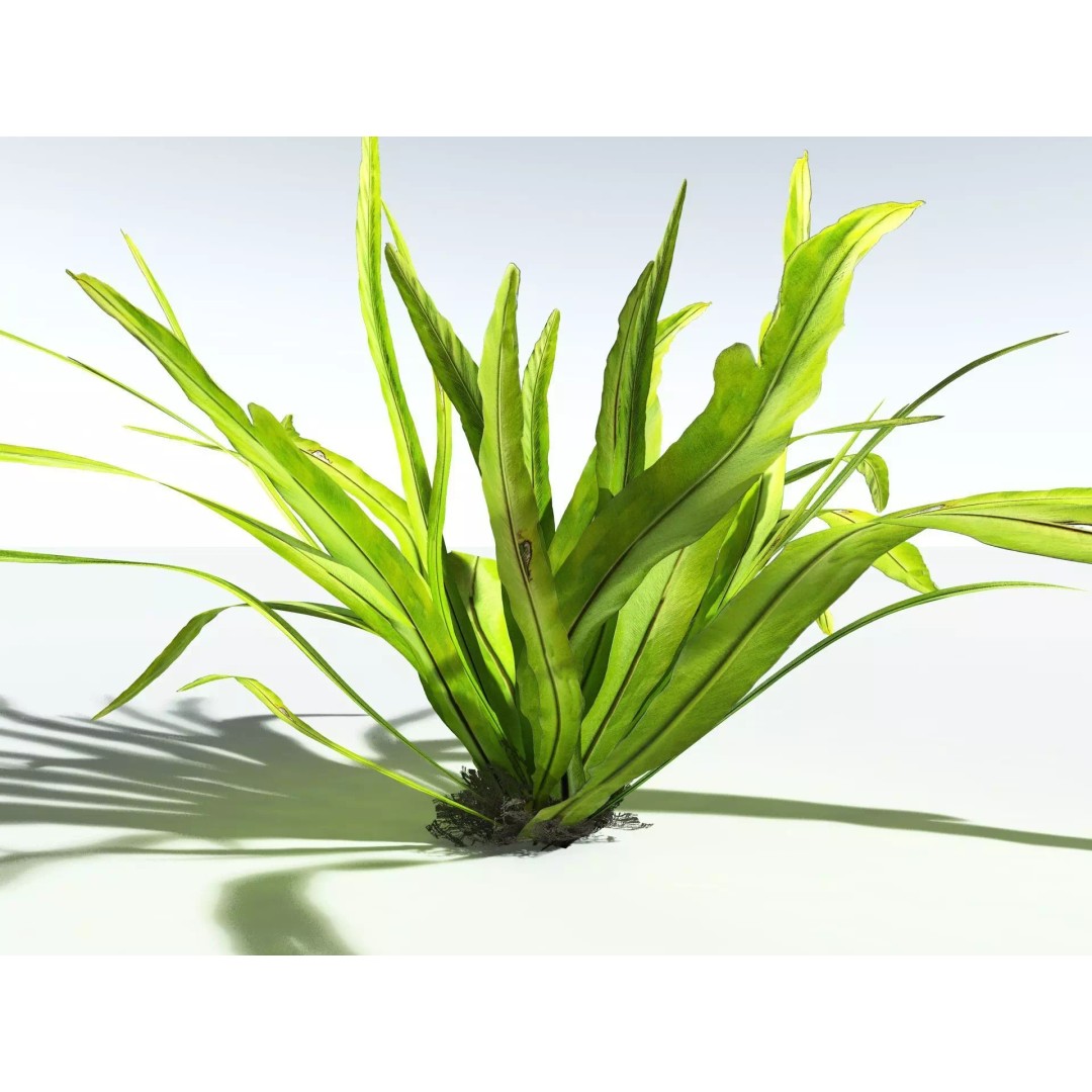 Bird's Nest Fern 3D Model – High Poly PBR Plant Asset, FBX - View 25