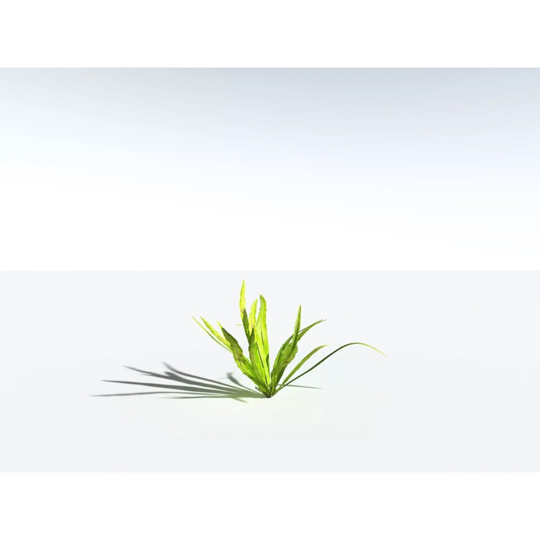 Bird's Nest Fern 3D Model – High Poly PBR Plant Asset, FBX - View 26