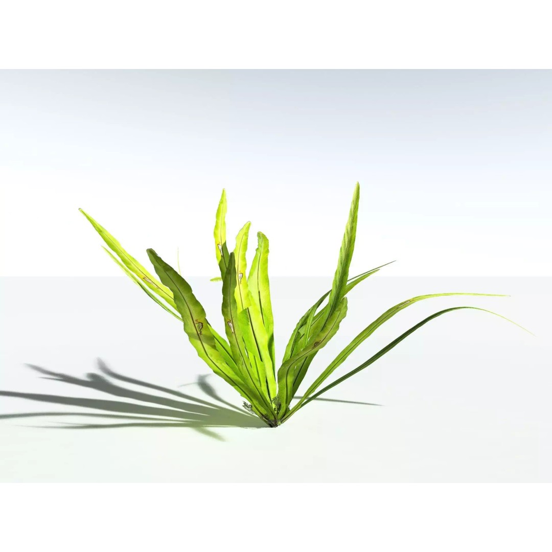 Bird's Nest Fern 3D Model – High Poly PBR Plant Asset, FBX - View 27