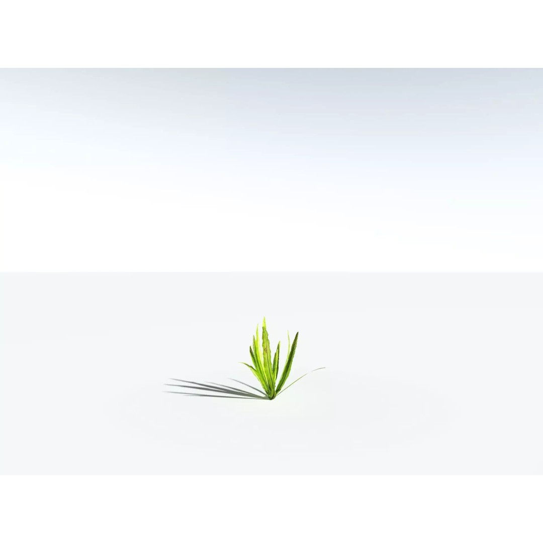 Bird's Nest Fern 3D Model – High Poly PBR Plant Asset, FBX - View 28