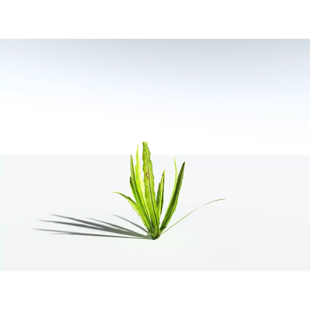 Bird's Nest Fern 3D Model – High Poly PBR Plant Asset, FBX - View 29
