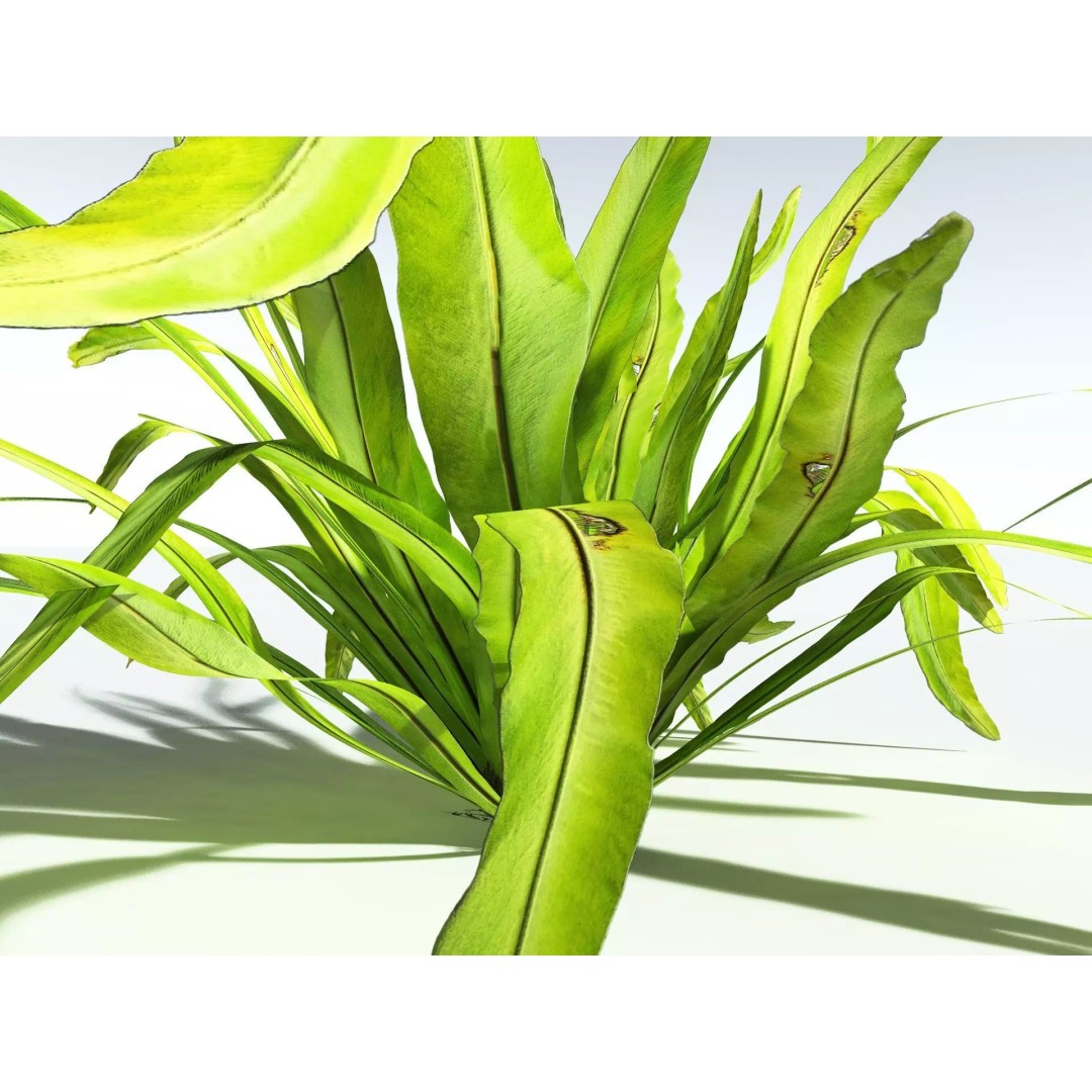 Bird's Nest Fern 3D Model – High Poly PBR Plant Asset, FBX - View 3